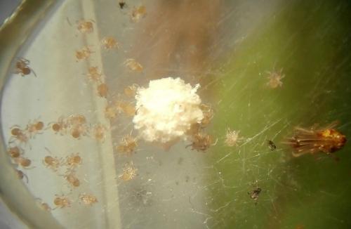 Réf. 234 146 : Neottiura uncinata